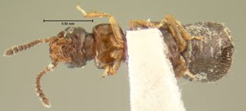 Media type: image;   Entomology 6556 Aspect: habitus ventral view